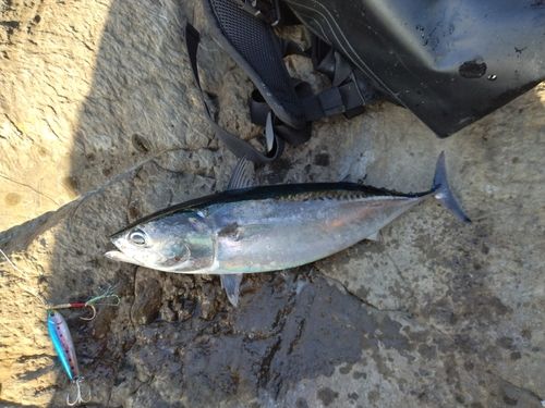 ソウダガツオの釣果