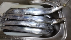 タチウオの釣果