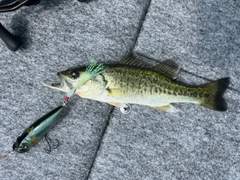 ラージマウスバスの釣果