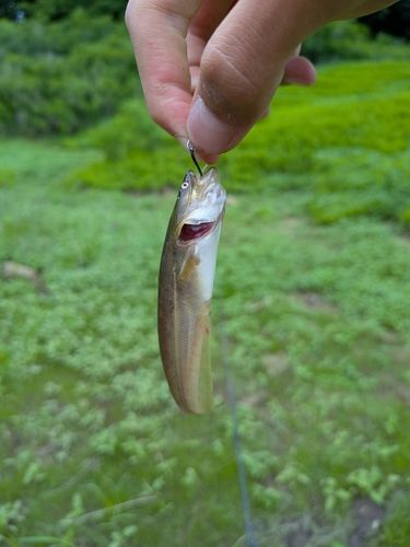 ナマズの釣果