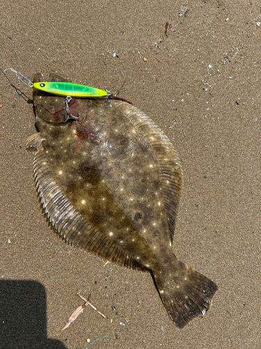 ソゲの釣果