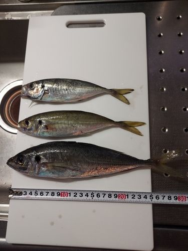 アジの釣果