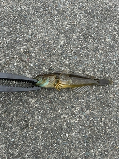 アナハゼの釣果