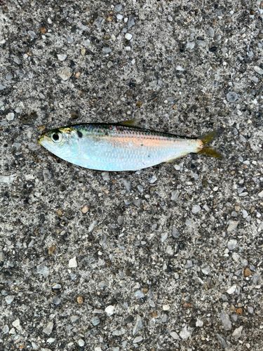 サッパの釣果