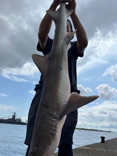 サメの釣果