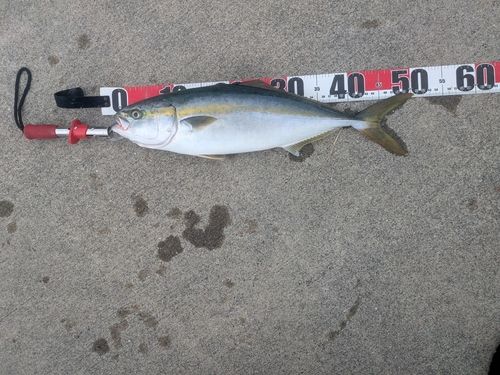 イナダの釣果