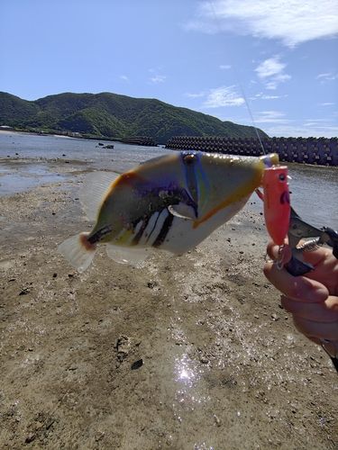 ムラサメモンガラの釣果