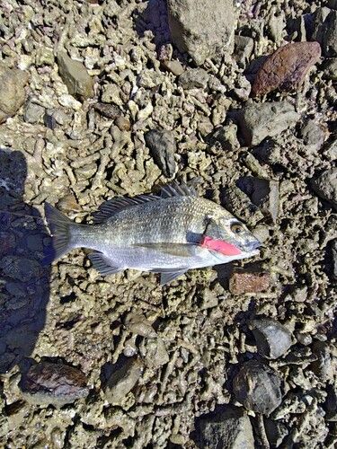 ミナミクロダイの釣果