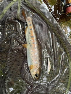 ヤマメの釣果