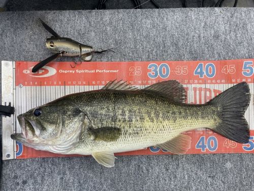 ラージマウスバスの釣果