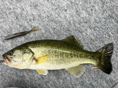 ラージマウスバスの釣果