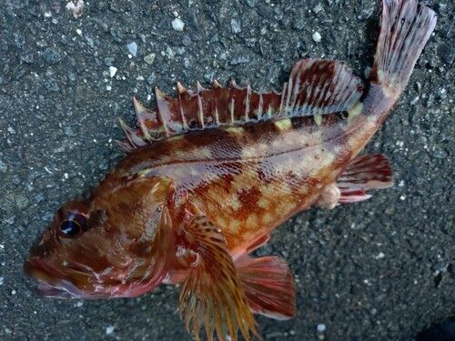 カサゴの釣果