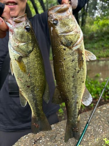 ラージマウスバスの釣果