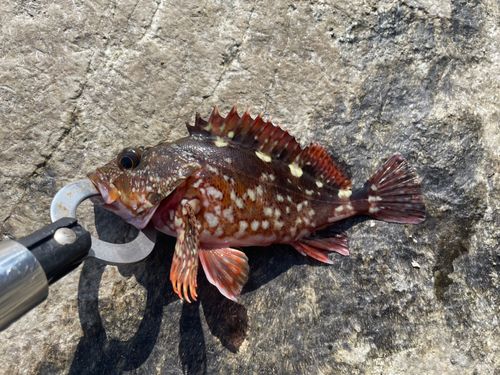 カサゴの釣果