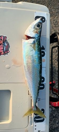 サバの釣果