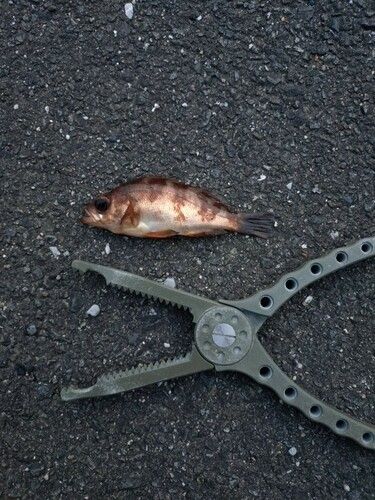 アカメバルの釣果