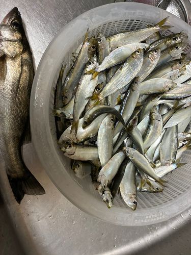 サッパの釣果