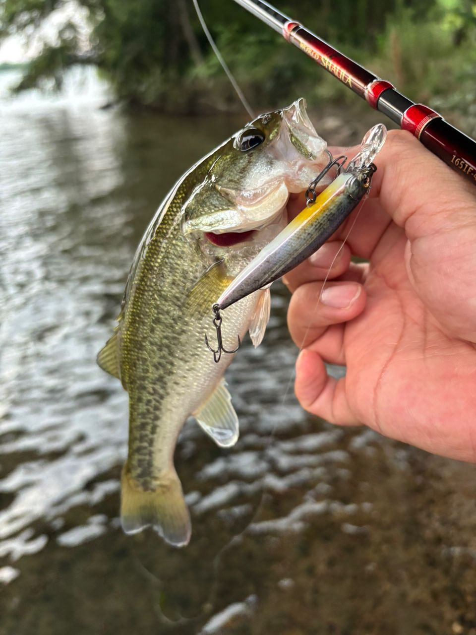 SHIMANO 18ワールドシャウラ 1651FF-3の最安値・インプレ・釣果 | 本音