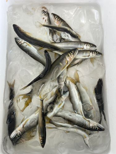 アユの釣果