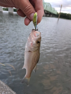セイゴ（マルスズキ）の釣果