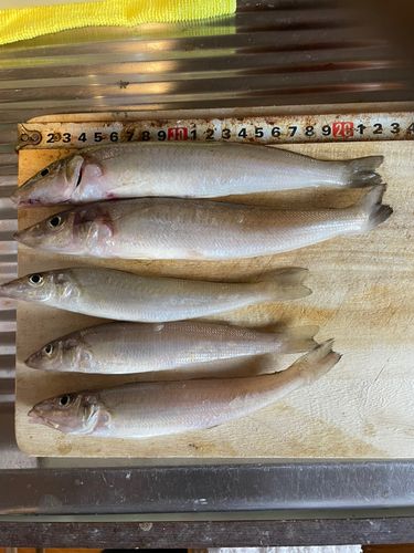 キスの釣果