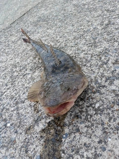 マゴチの釣果