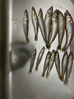 キスの釣果