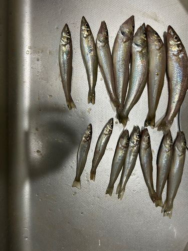 キスの釣果