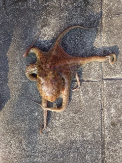 タコの釣果