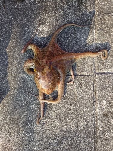 タコの釣果