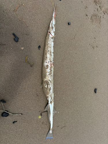 ダツの釣果
