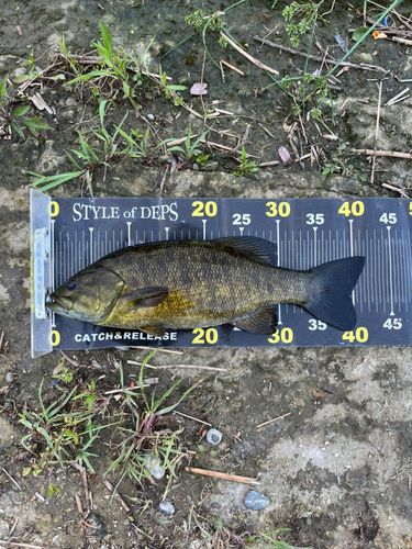 スモールマウスバスの釣果
