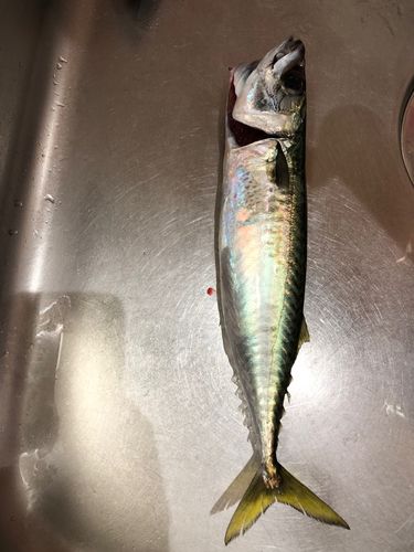 サバの釣果