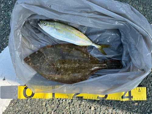 イシガレイの釣果