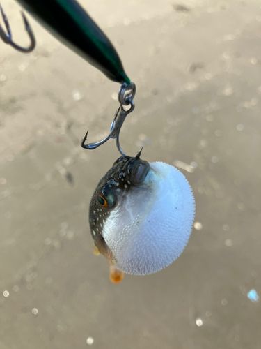 フグの釣果