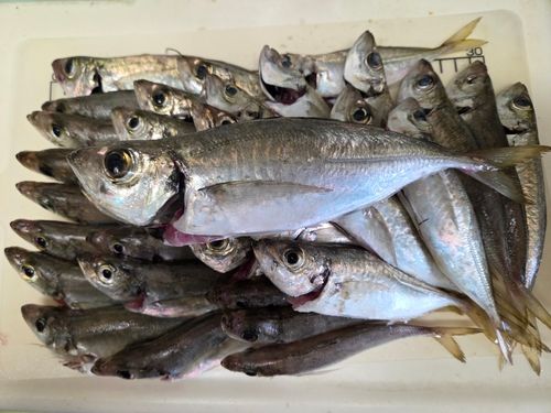 マアジの釣果
