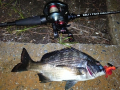 クロダイの釣果