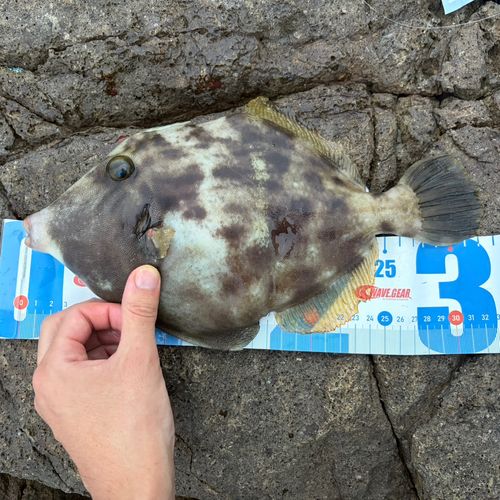 カワハギの釣果