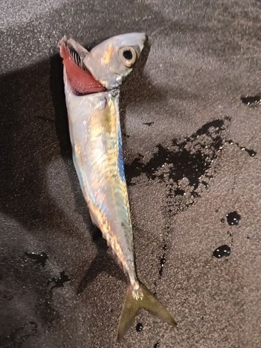 マサバの釣果