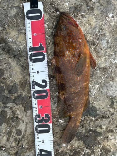 アコウの釣果