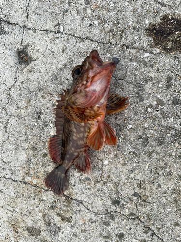 ガシラの釣果