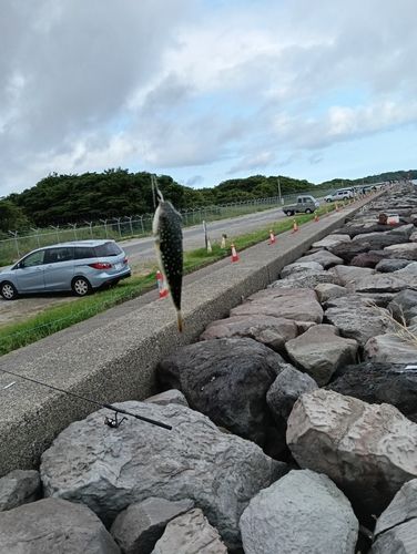 クサフグの釣果