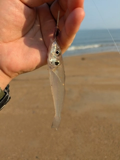 シロギスの釣果