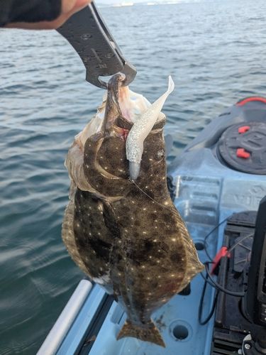 ヒラメの釣果