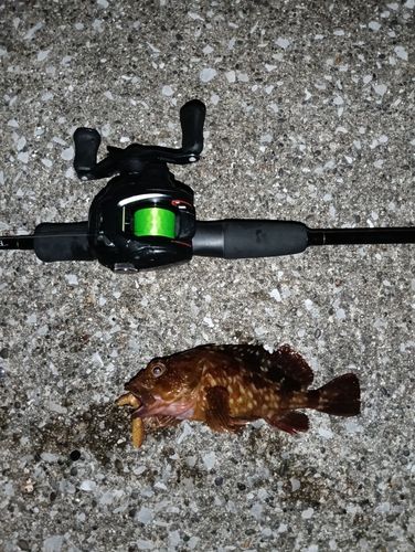 カサゴの釣果