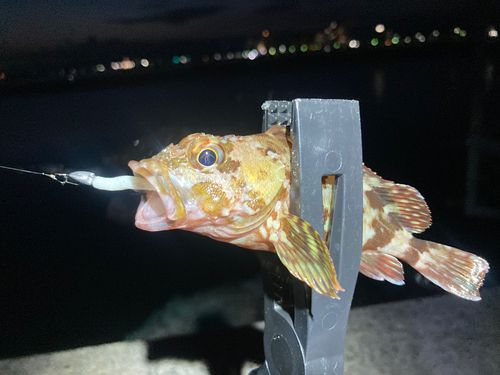 カサゴの釣果
