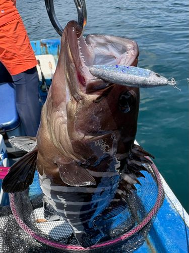 マハタの釣果