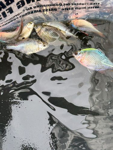 タイリクバラタナゴの釣果
