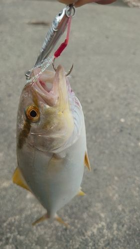 ショゴの釣果