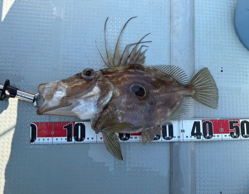 マトウダイの釣果